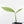 Monstera 'Croatii' (wk27-A)