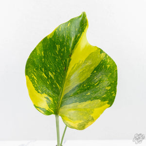 Monstera Deliciosa 'Electrolyte' (wk27-B)