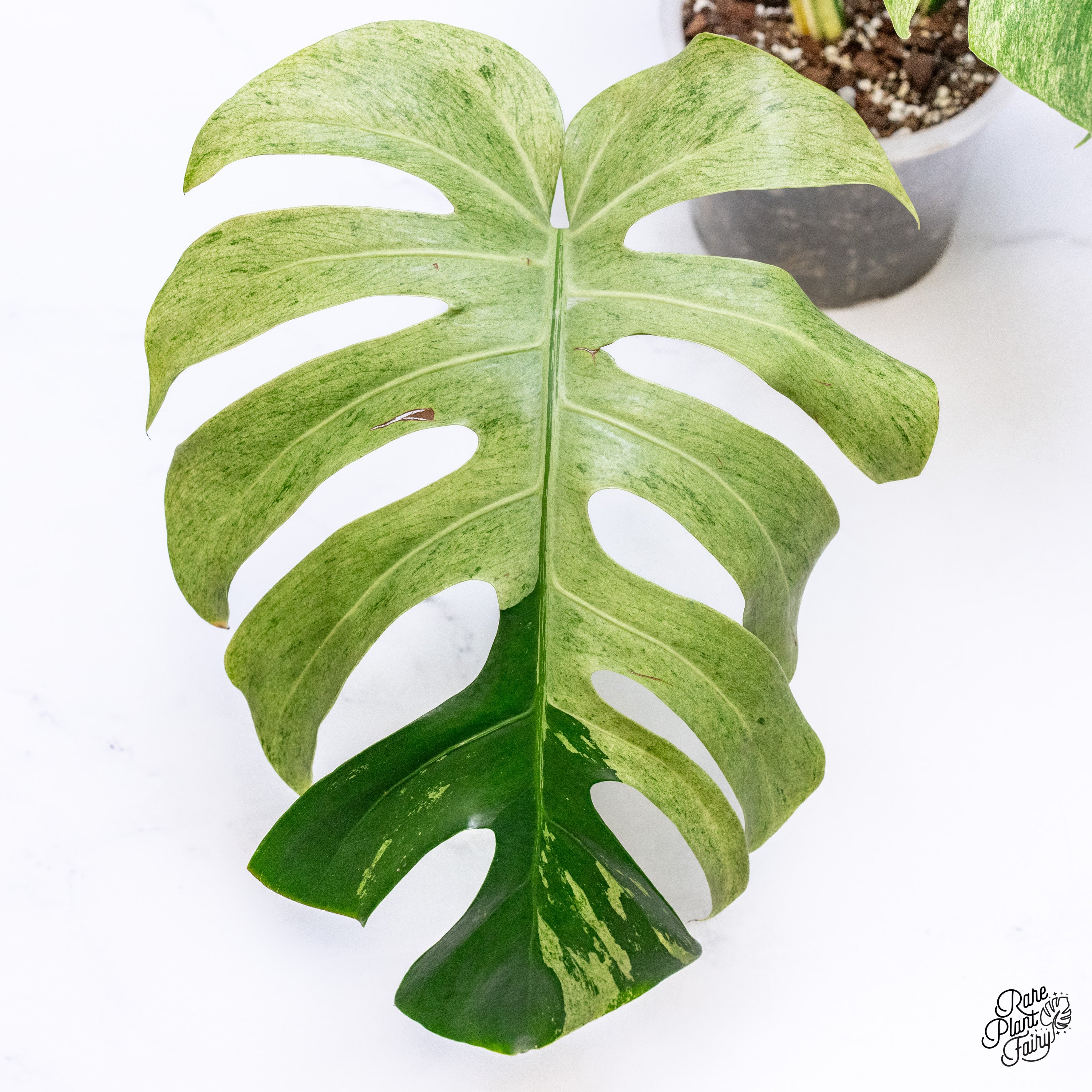 【希少】Monstera deliciosa mint variegata 希少】Monstera deliciosa mint variegata