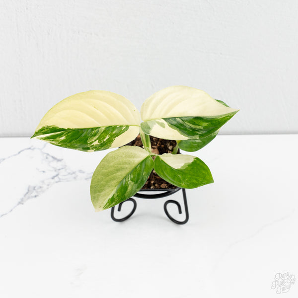 Monstera Acacoyaguensis Albo Variegated *Sectoral* (wk9-D)