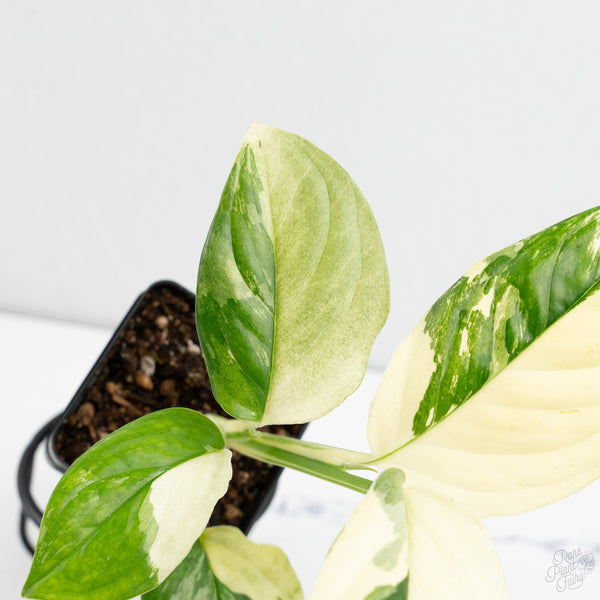 Monstera Acacoyaguensis Albo Variegated *Sectoral* (wk9-D)