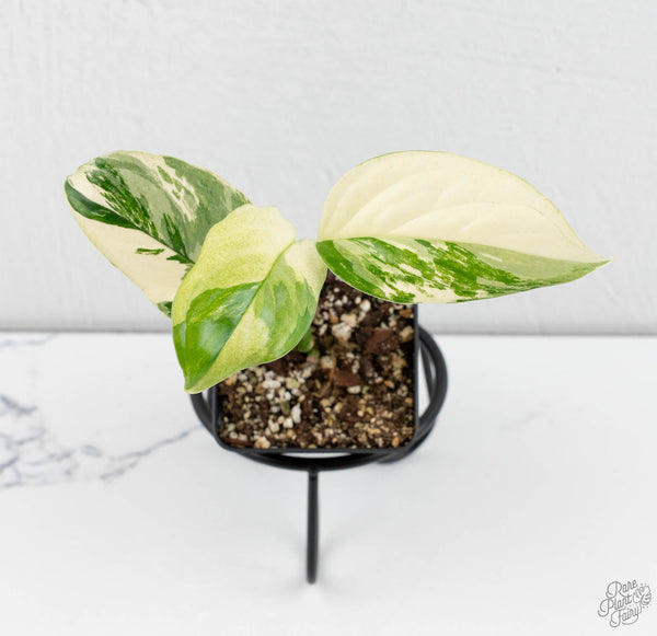 Monstera Acacoyaguensis Albo Variegated *Sectoral* (wk11-D)