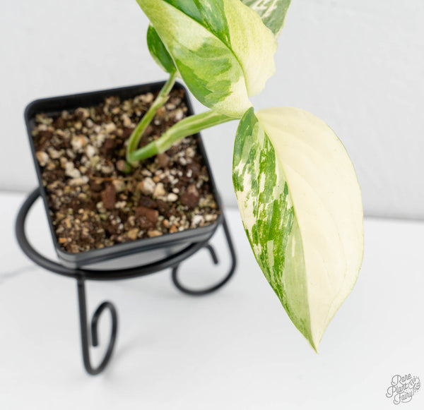 Monstera Acacoyaguensis Albo Variegated *Sectoral* (wk11-D)