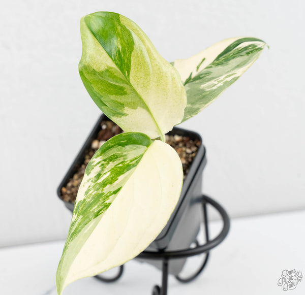 Monstera Acacoyaguensis Albo Variegated *Sectoral* (wk11-D)