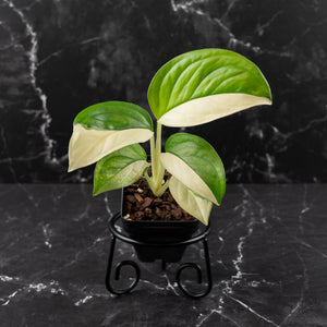 Monstera Acacoyaguensis Variegated