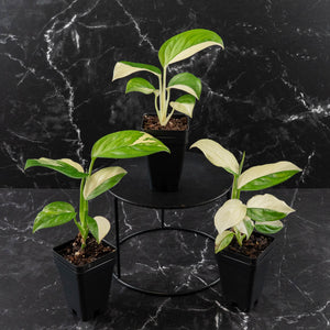 Monstera Acacoyaguensis Variegated