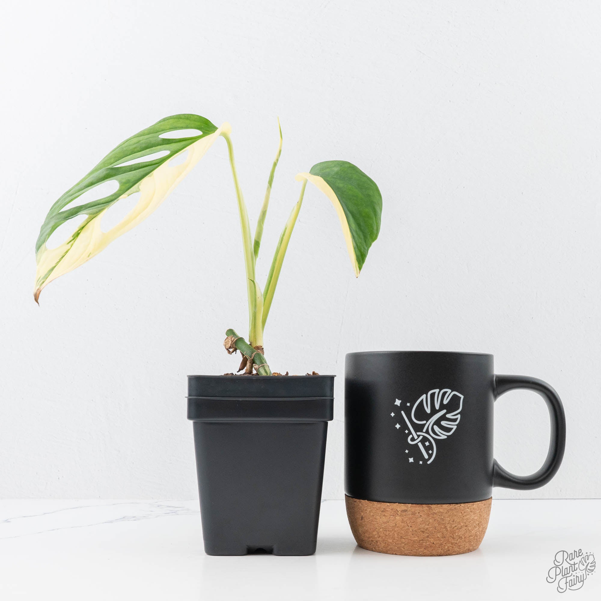 wide form monstera adansonii Monstera adansonii albo variegated *Large Form* (wk21-B)