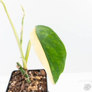 Monstera adansonii albo variegated *Large Form* (wk21-B)