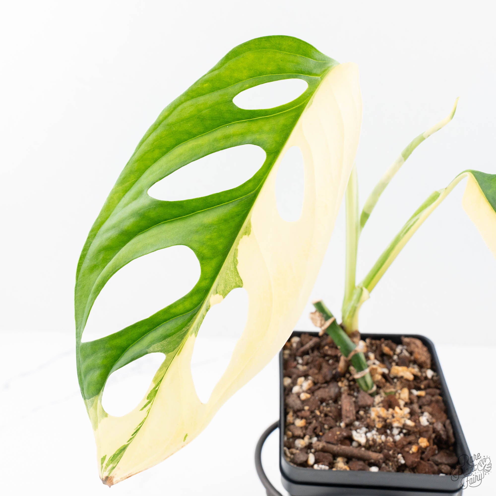 monstera half moon albo Monstera adansonii albo variegated *Large Form* (wk21-B)
