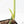 Monstera adansonii albo variegated *Large Form* (wk21-B)