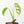 Monstera adansonii albo variegated *Large Form* (wk21-B)