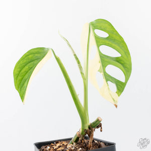 Monstera adansonii albo variegated *Large Form* (wk21-B)