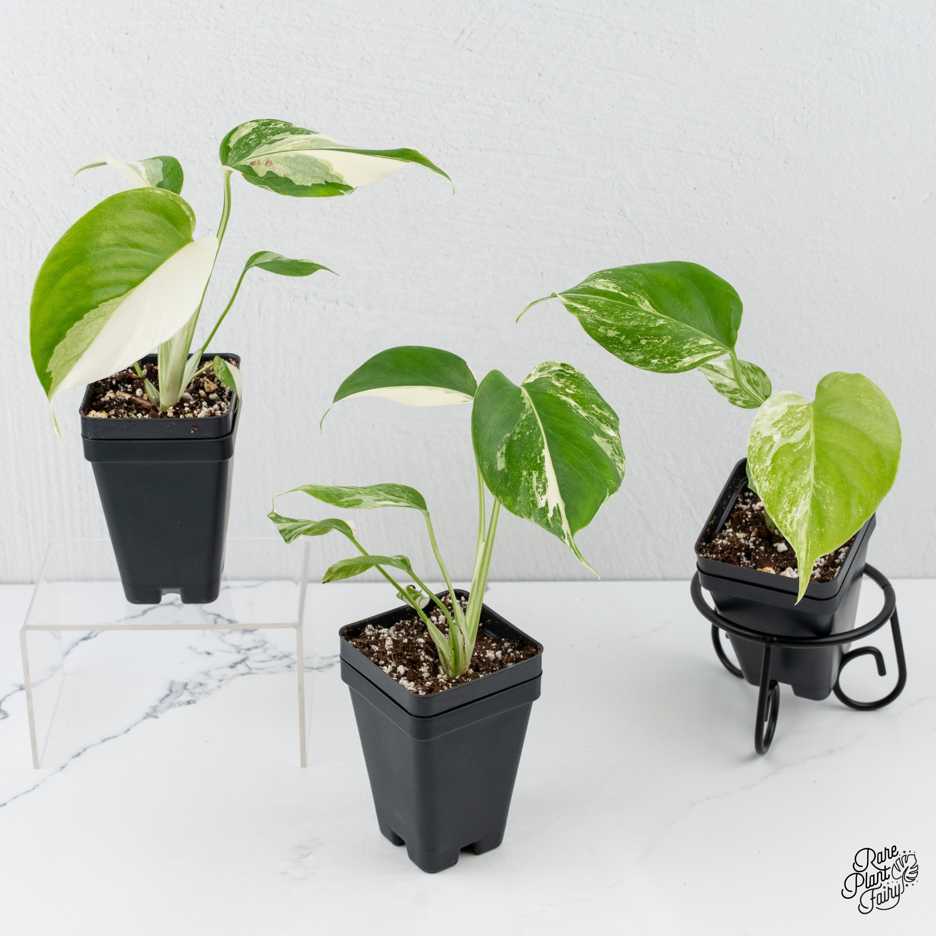 monstera deliciosa albo large form Monstera Deliciosa Albo Variegated (Small Form/Borsigiana) *Grower's C – Rare Plant Fairy