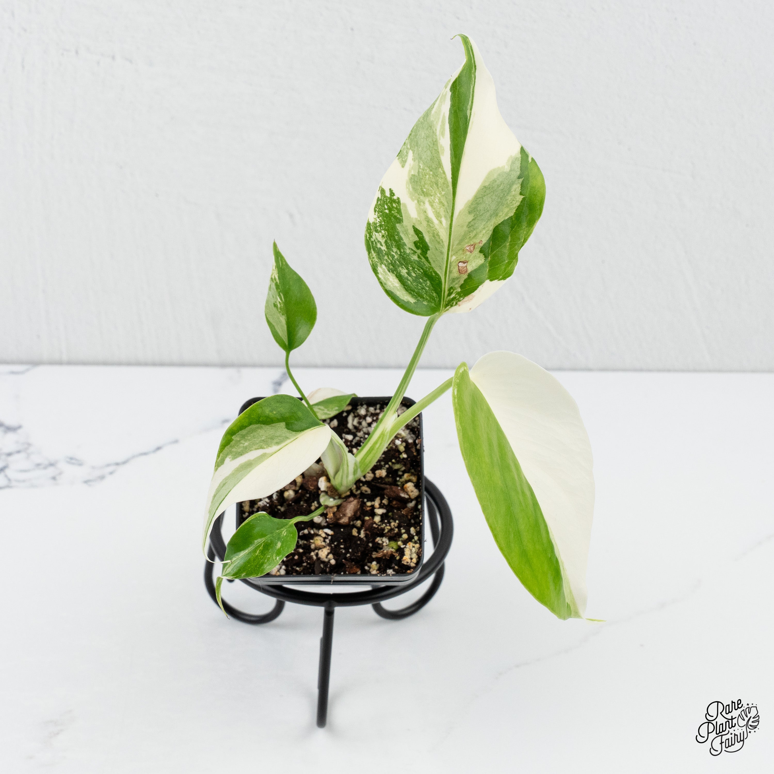 monstera deliciosa 'albo borsigiana' Monstera Deliciosa Albo Variegated (Small Form/Borsigiana) *Grower's C – Rare Plant Fairy