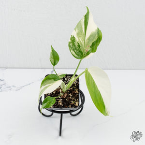 Monstera Deliciosa Albo Variegated (Small Form/Borsigiana) *Grower's Choice*