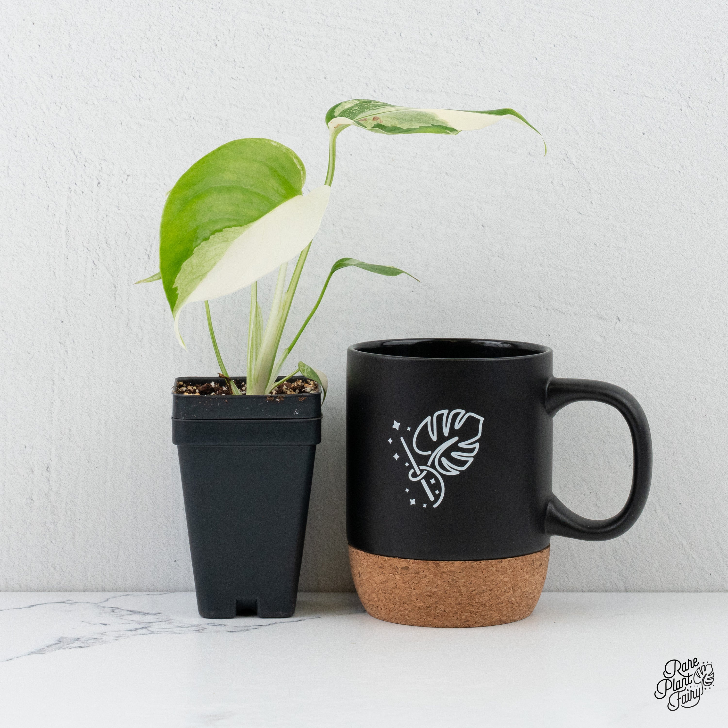 best pot for monstera albo Monstera Deliciosa Albo Variegated (Small Form/Borsigiana) *Grower's C – Rare Plant Fairy