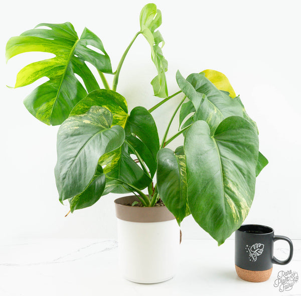 Monstera Deliciosa Aurea Variegated (Small Form/Borsigiana) *Grower's  Choice*