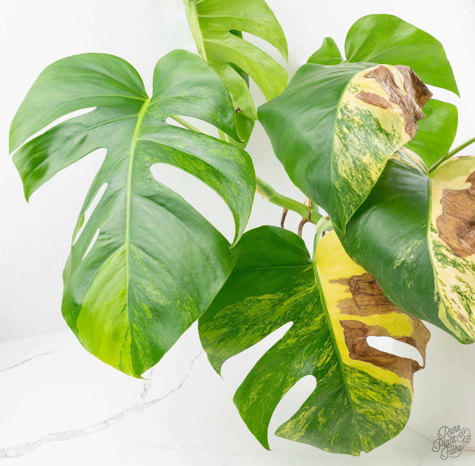 monstera deliciosa f borsigiana aurea variegata Monstera Deliciosa Aurea Variegated (Small Form/Borsigiana) *Grower's Choice*