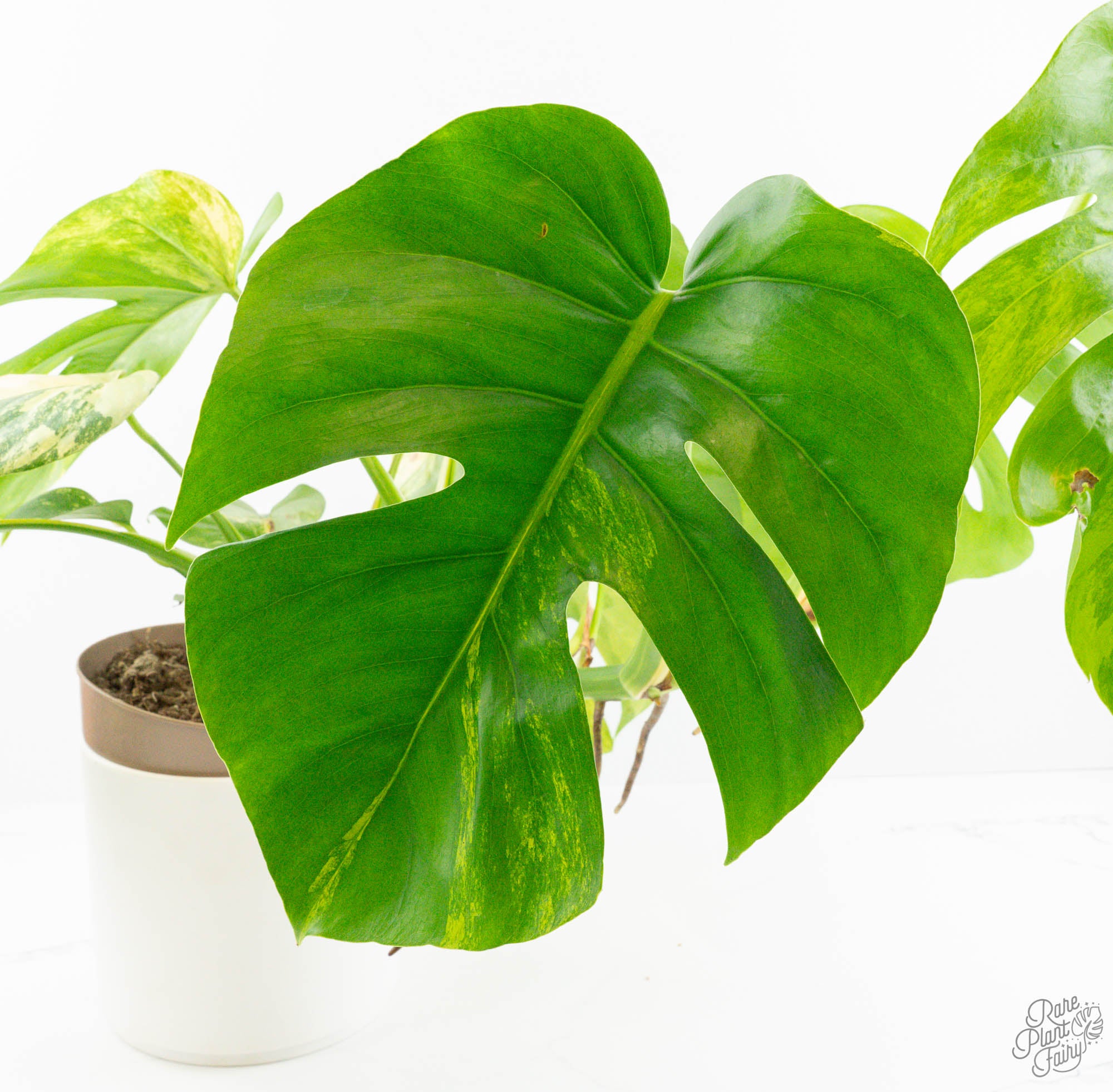 monstera aurea vs deliciosa Monstera Deliciosa Aurea Variegated (Small Form/Borsigiana) *Grower's Choice*