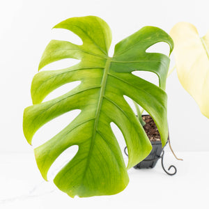 Monstera 'Blue Mint' (wk32-UE)
