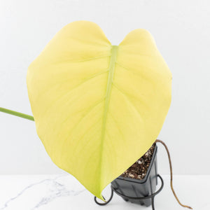 Monstera 'Blue Mint' (wk32-UE)