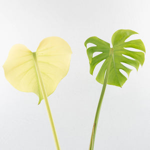 Monstera 'Blue Mint' (wk32-UE)