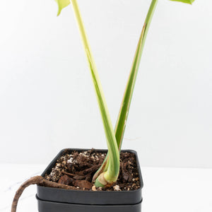 Monstera 'Blue Mint' (wk32-UE)