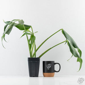 Monstera 'Burle Marx Flame’ Aurea Variegated (wk44-U194)