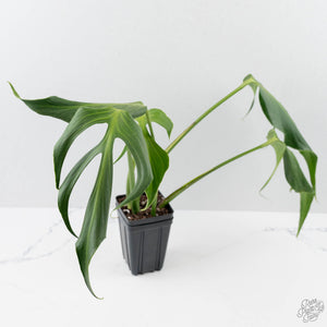Monstera 'Burle Marx Flame’ Aurea Variegated (wk44-U194)