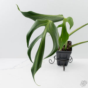 Monstera 'Burle Marx Flame’ Aurea Variegated (wk44-U194)