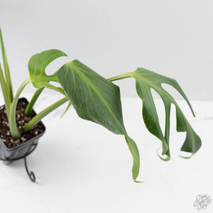 Monstera 'Burle Marx Flame’ Aurea Variegated (wk44-U194)
