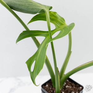 Monstera 'Burle Marx Flame’ Aurea Variegated (wk44-U194)