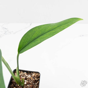 Monstera 'Croatii' (wk14-D)