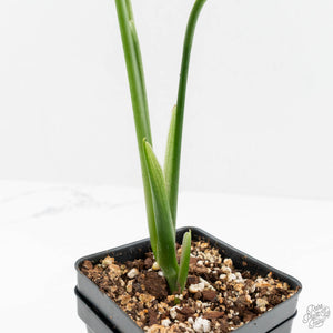 Monstera 'Croatii' (wk14-D)