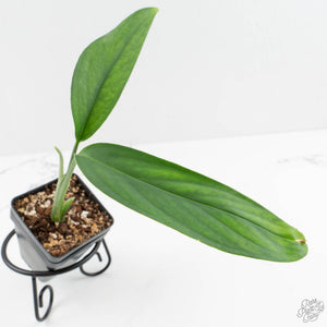 Monstera 'Croatii' (wk14-D)