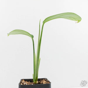 Monstera 'Croatii' (wk14-D)