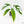 Monstera 'Croatii' (wk15-C)