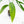 Monstera 'Croatii' (wk15-C)