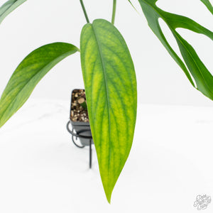 Monstera 'Croatii' (wk15-C)