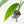 Monstera 'Croatii' (wk15-C)