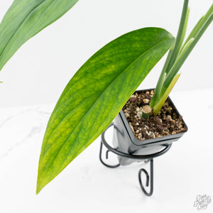 Monstera 'Croatii' (wk15-C)