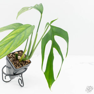 Monstera 'Croatii' (wk15-C)