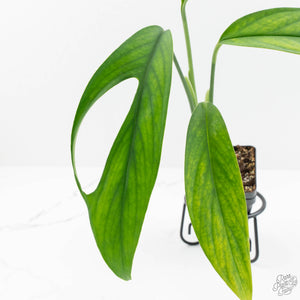 Monstera 'Croatii' (wk15-C)