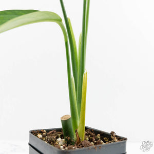 Monstera 'Croatii' (wk15-C)