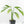 Monstera 'Croatii' (wk15-C)