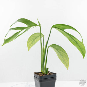 Monstera 'Croatii' (wk15-C)