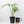 Monstera 'Croatii' (wk23-A)