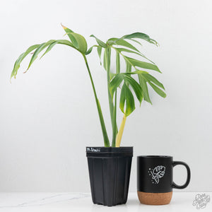 Monstera 'Croatii' (wk23-A)