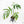 Monstera 'Croatii' (wk23-A)