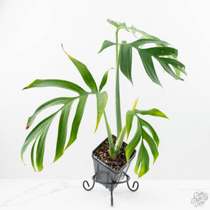 Monstera 'Croatii' (wk23-A)